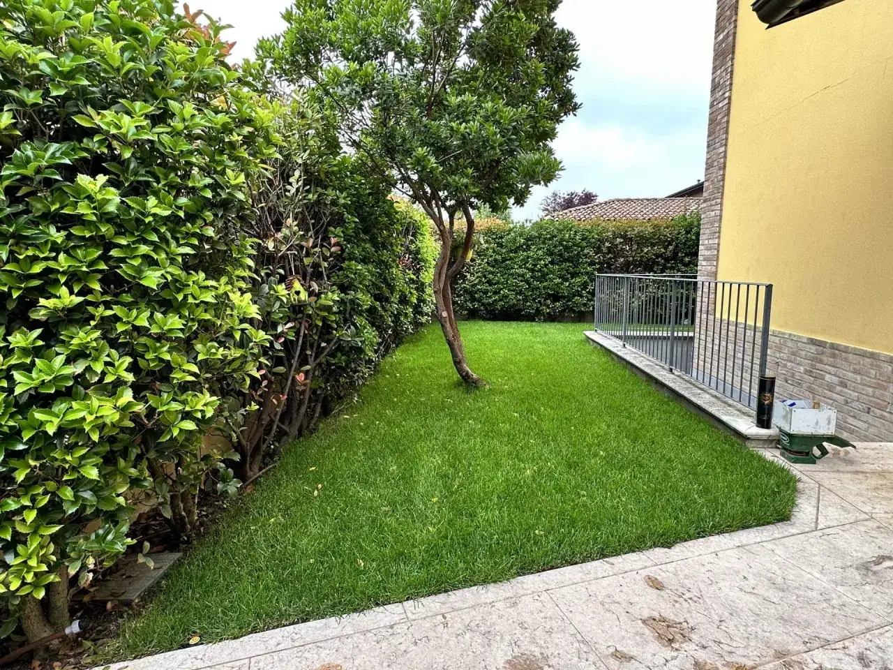 Un prato verde e rigoglioso, frutto delle giuste cure e delle fasi crescita prato seguite con attenzione. Un piccolo albero si erge al centro, circondato da siepi curate.