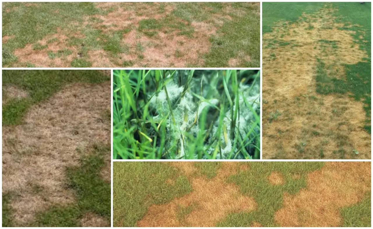 Macchie secche sull'erba, alcune con muffa bianca, indicano un fungo del prato. Esplora rimedi naturali per salvare il tuo prato.