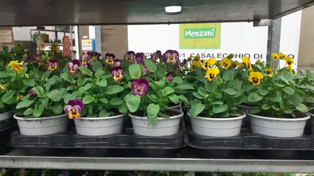 Vasi di viole fiori viola e gialle, con fogliame verde brillante, pronti per abbellire giardini e balconi.
