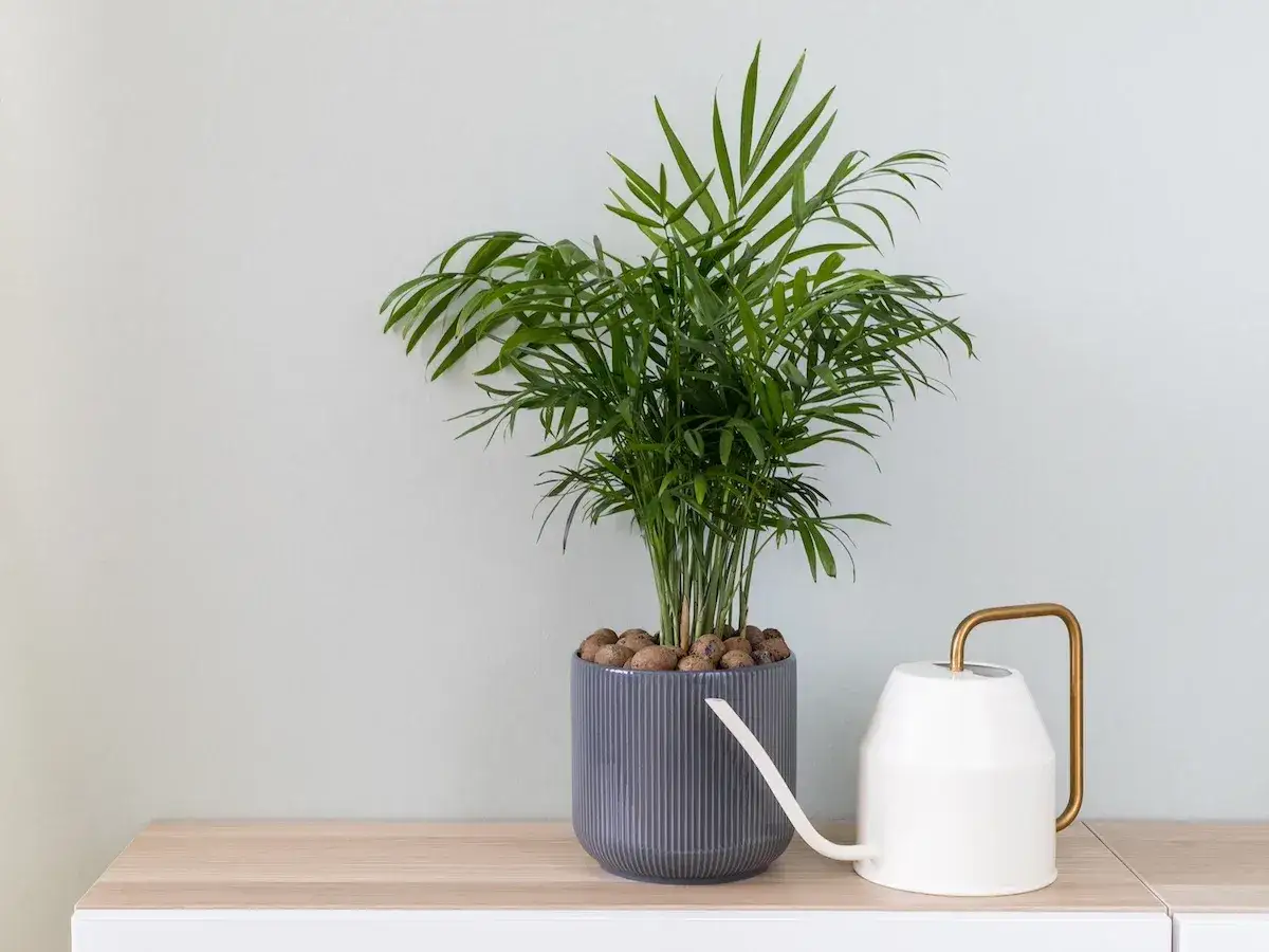Chamaedorea elegans cura: una rigogliosa palma in vaso grigio, accanto a un'elegante annaffiatoio bianco con manico dorato, su un mobile di legno chiaro.