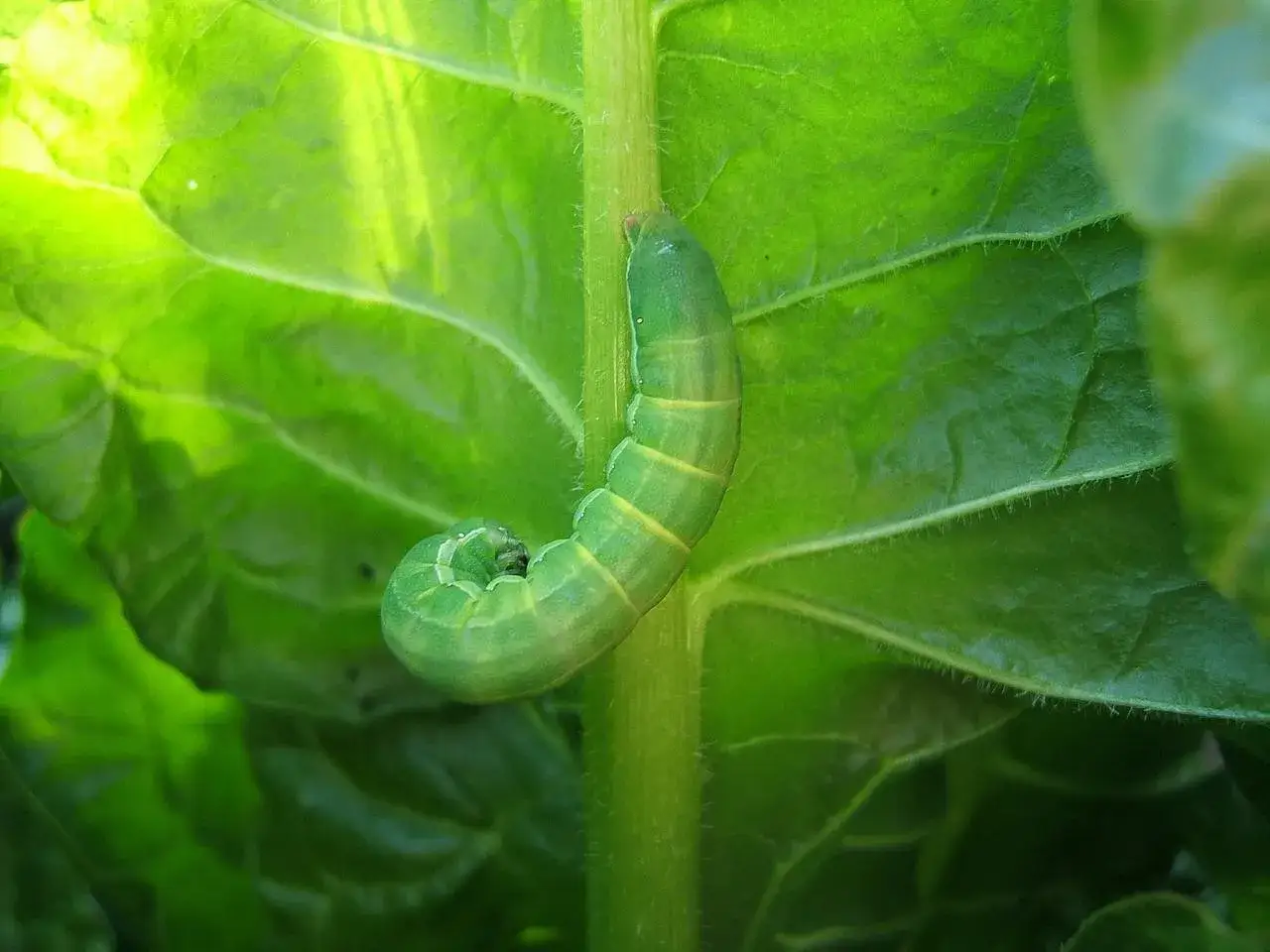 Un bruco verde, con segmenti gialli, si avvolge su uno stelo tra grandi foglie verdi.