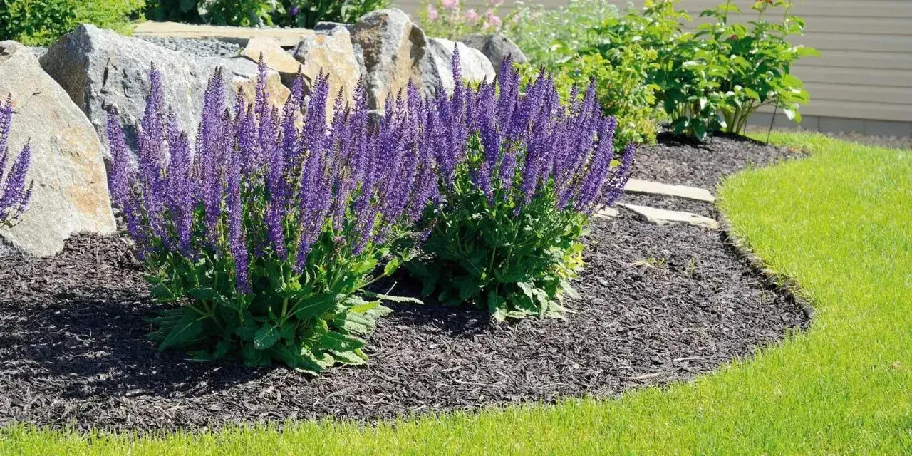 Giardino curato con salvia viola e pacciamatura scura. Un esempio di come eliminare le erbacce dal giardino con stile.