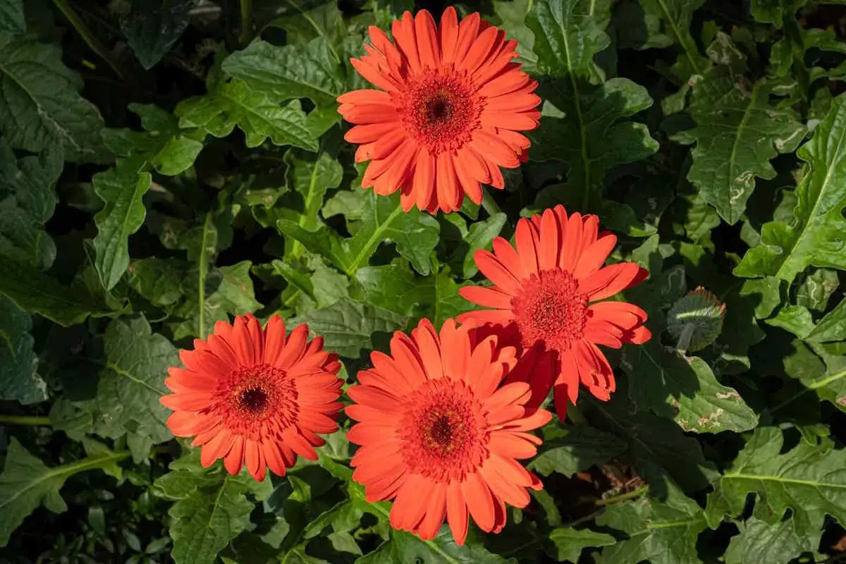 Quattro vivaci fiori gerbere arancioni brillano tra le foglie verdi.