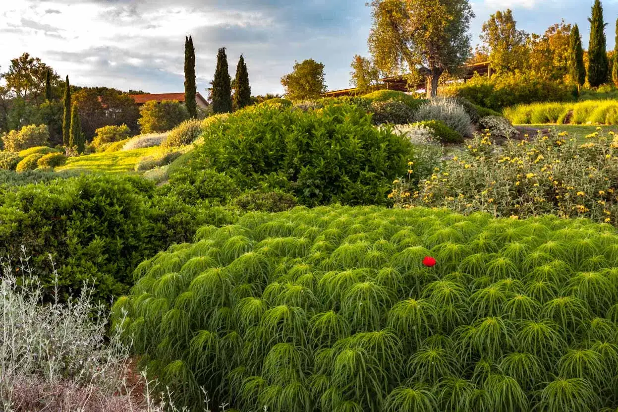 Un giardino lussureggiante con arbusti perenni in pieno sole, un tappeto verde brillante con un tocco di rosso.