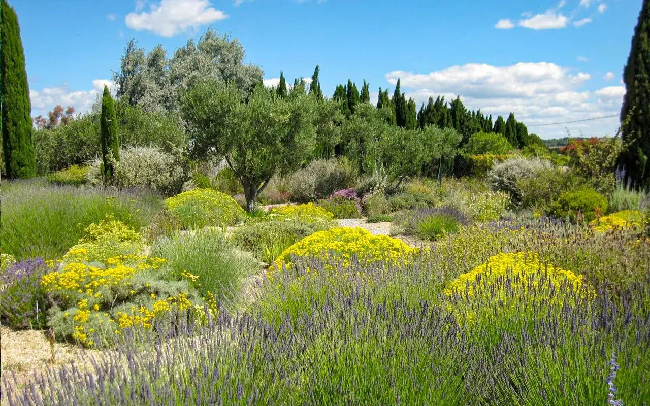 Giardino mediterraneo con lavanda, ginestra e ulivi. Un esempio di idee giardino senza prato, rigoglioso e colorato.