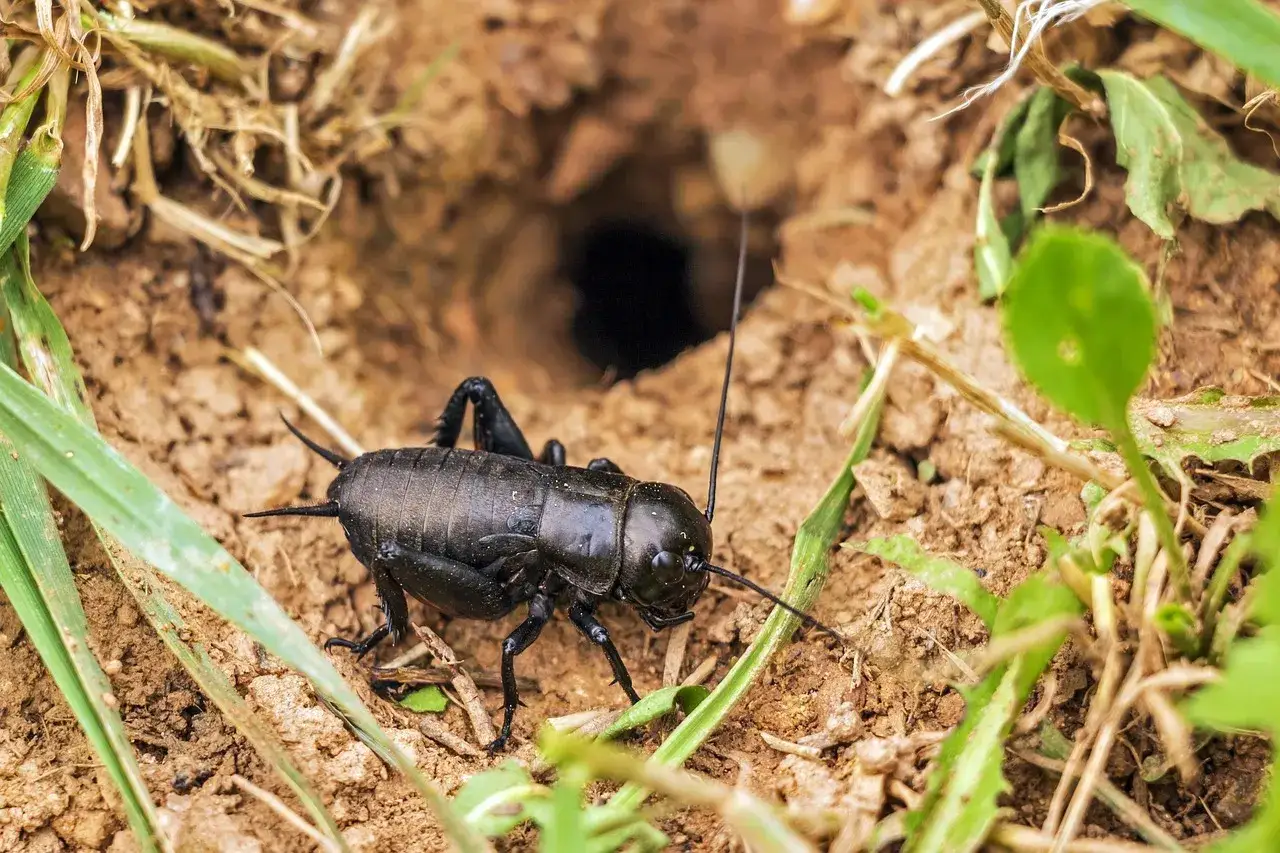 Un grillo nero vicino a una tana. Scopri come allontanare i grilli in modo naturale.