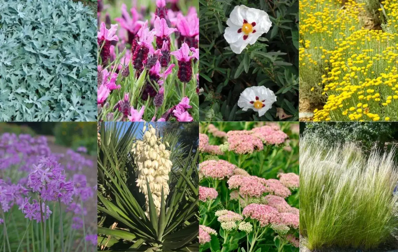 Piante perenni per aiuole al sole, resistenti alla poca acqua: lavanda, cisto, sedum rosa, erba piuma e altre fioriture gialle e viola.