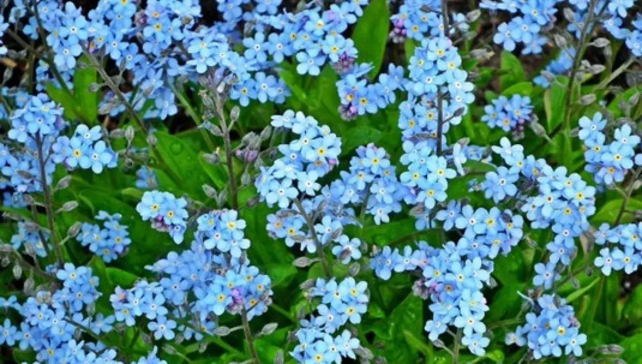 Un campo di piccoli fiori azzurri, i