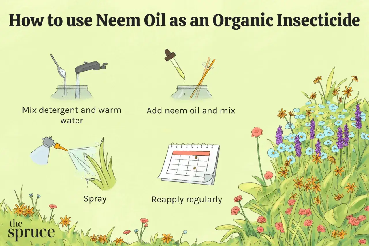 Guida su come usare l'olio di neem a cosa serve: mescola, aggiungi olio di neem, spruzza e riapplica regolarmente per un insetticida biologico.