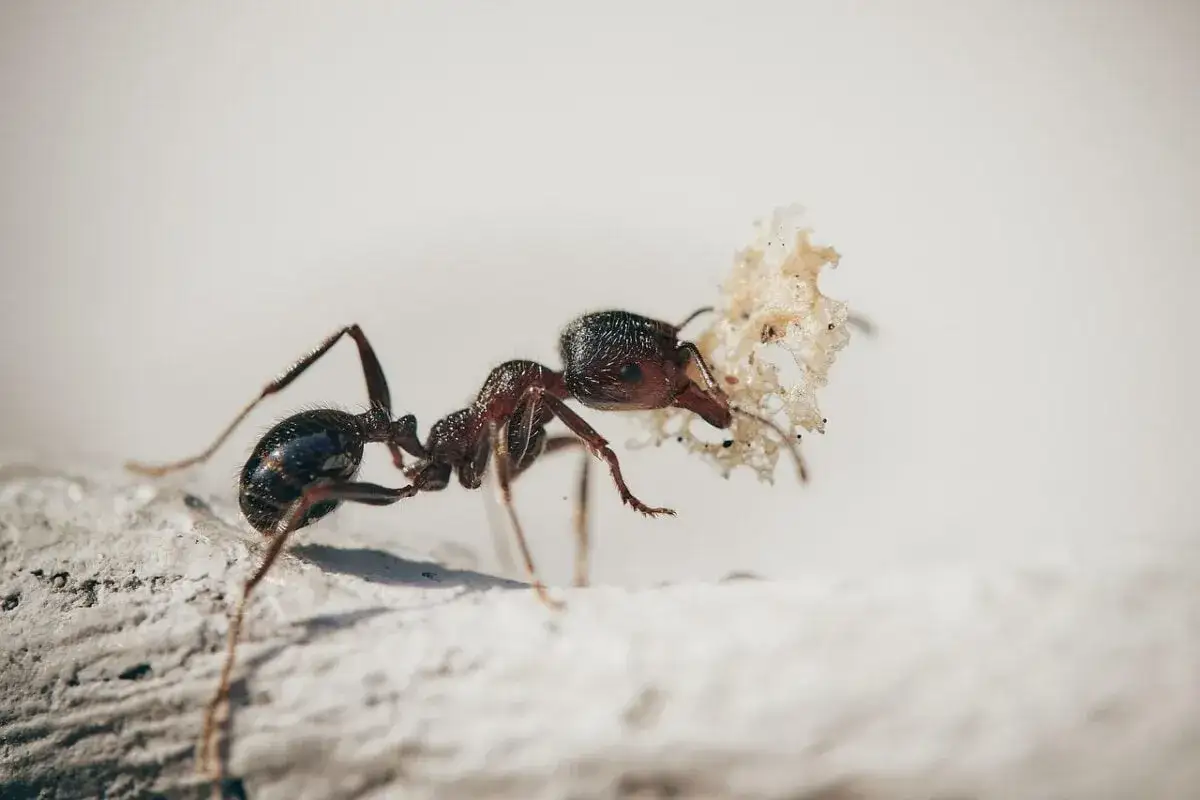 Formica laboriosa trasporta un pezzo di cibo su un terreno infestato da formiche.