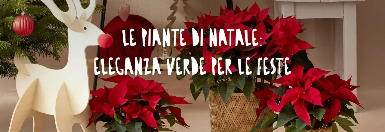 Le piante di Natale, come le poinsettie, portano eleganza verde per le feste.