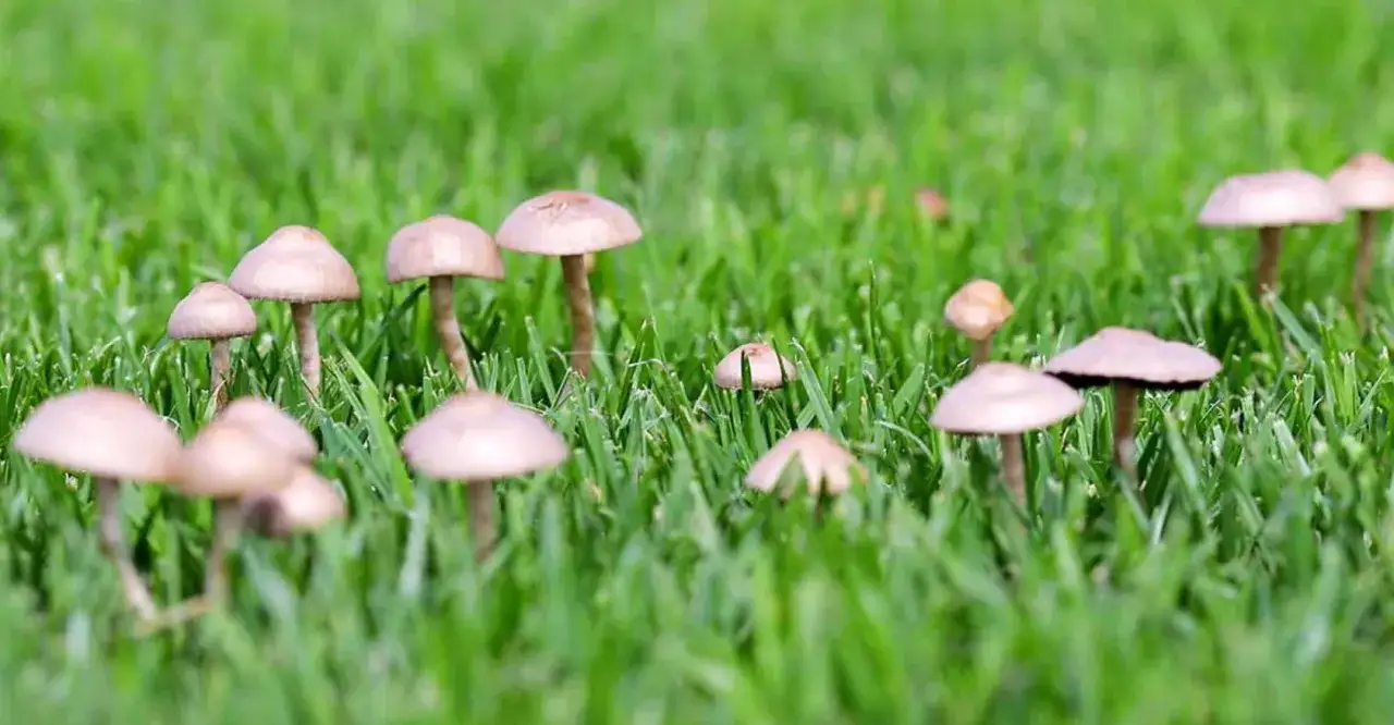 Piccoli funghi prato spuntano tra l'erba verde brillante, creando un paesaggio naturale e delicato.
