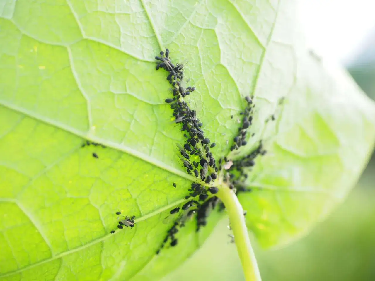 Un gruppo di pidocchi delle piante si aggrappa al lato inferiore di una foglia verde brillante, nutrendosi della linfa.
