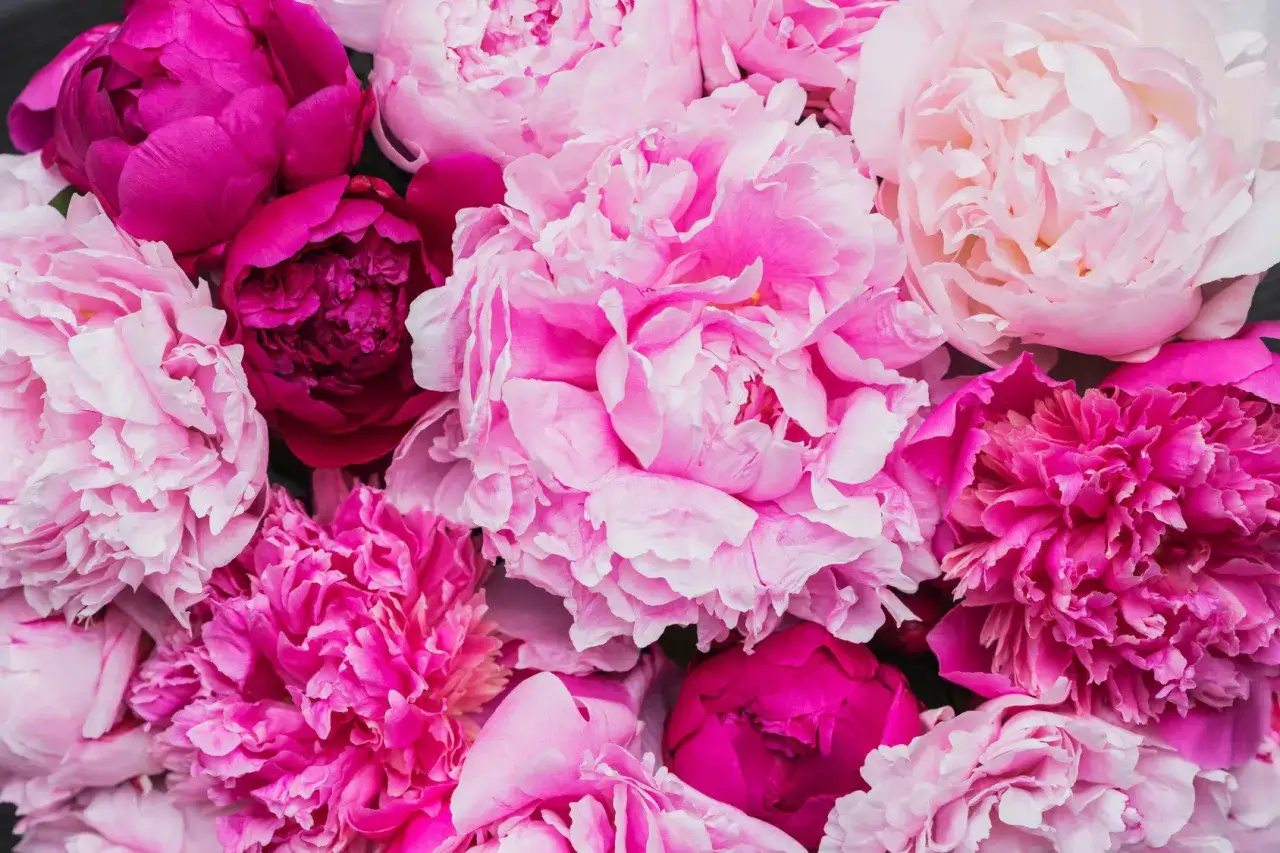 Un tripudio di peonie rosa e fucsia, un vero fiore di maggio che annuncia la primavera con la sua bellezza voluttuosa.