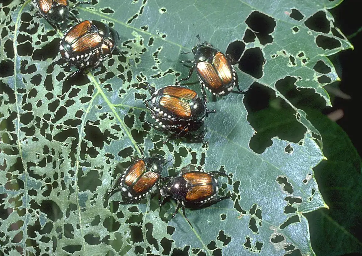 Un gruppo di insetti, con elitre color rame e verde, si nutre voracemente di una foglia, lasciando un reticolo di buchi.