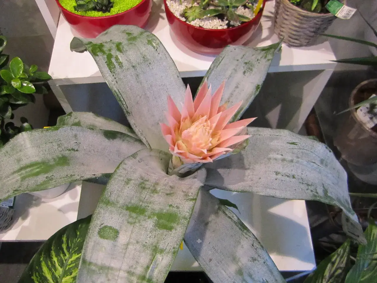 Aechmea pianta: cura facile per una fioritura rosa spettacolare. Luce indiretta, annaffiature moderate e umidità sono i segreti.