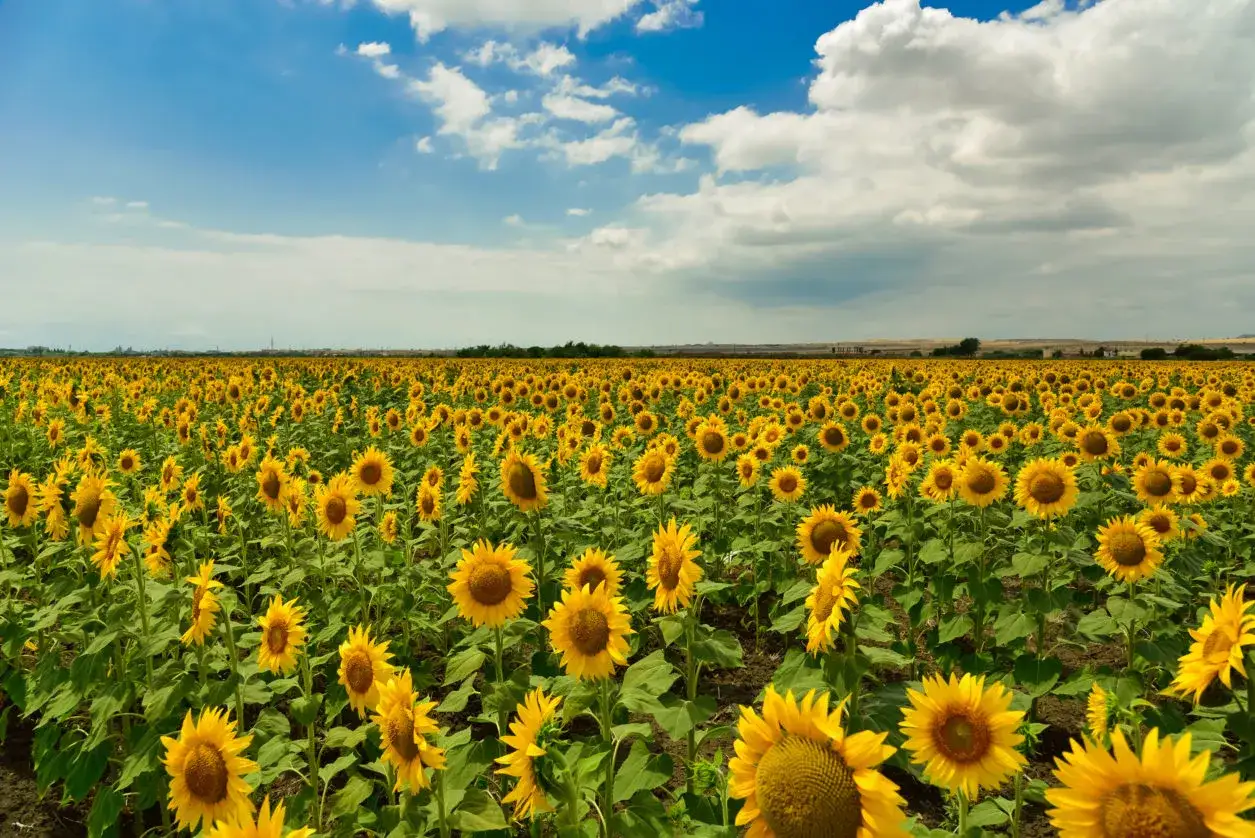 Vasto campo di girasoli in piena fioritura, un mare giallo sotto un cielo azzurro con nuvole bianche. La semina girasole ha dato i suoi frutti.