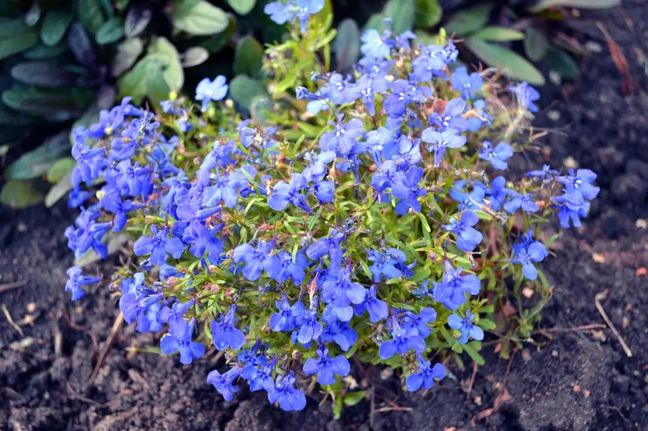 Un angolo del progetto giardino esposto a nord fiorisce con lobelia blu intenso, un tappeto di piccoli fiori che illumina l'ombra.