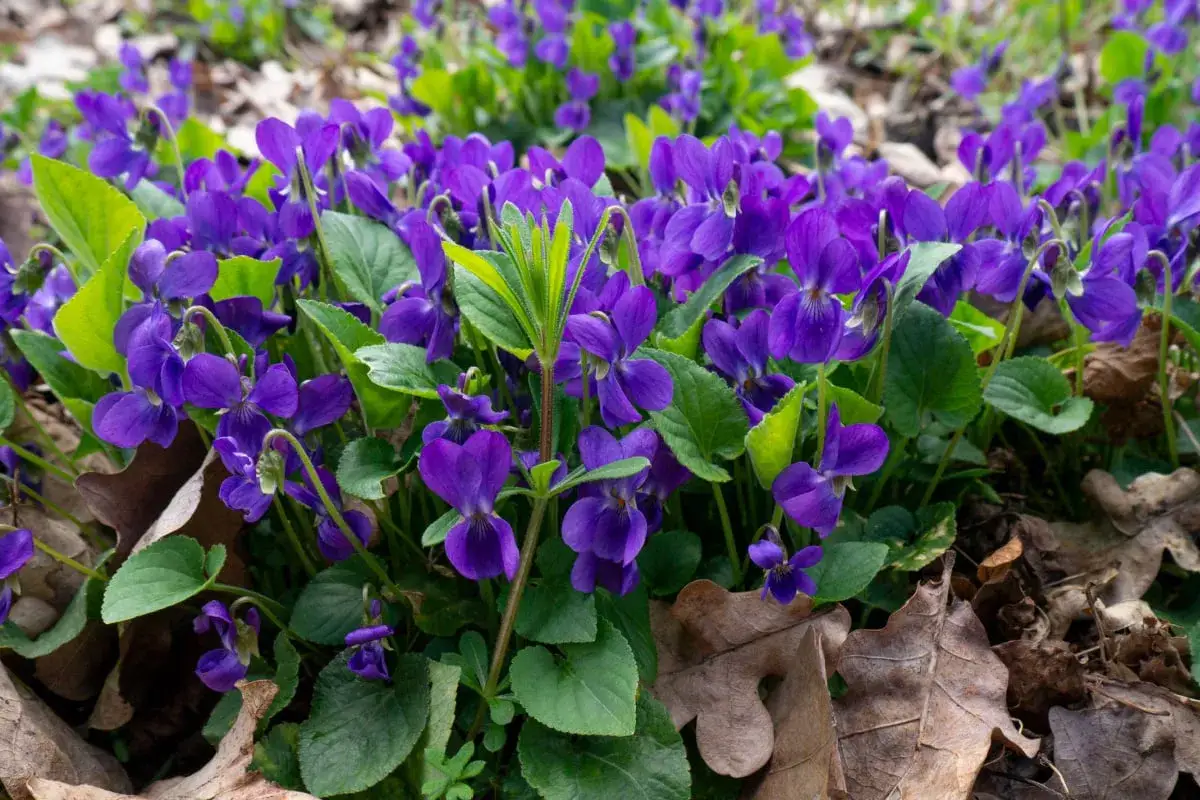 Un tappeto di viola mammola illumina il sottobosco, tra foglie secche e teneri germogli verdi.