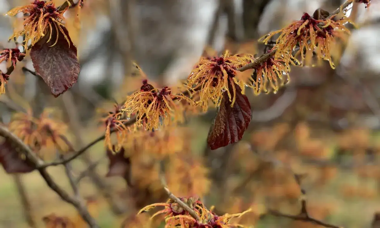 Fiori di Hamamelis virginiana con gocce d'acqua, che ricordano le sue propriet&agrave; benefiche.