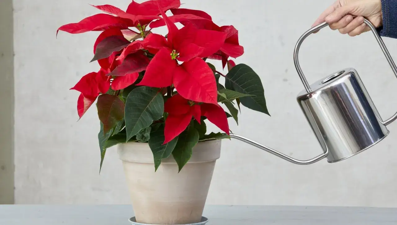 Una mano annaffia una rigogliosa stella di natale in vaso, un tocco di colore inaspettato in piena estate.