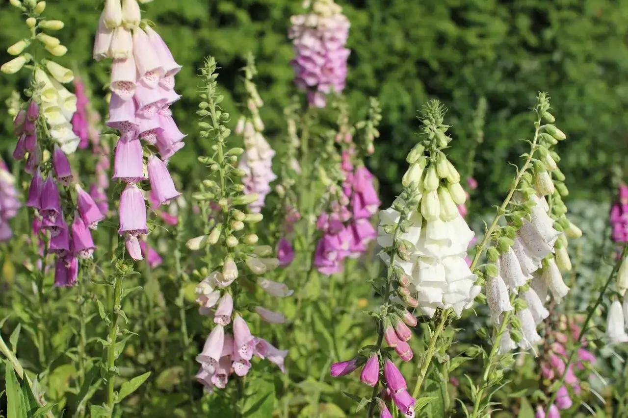 Fiori a forma di campanula, tra cui una digitale pianta velenosa, in varie tonalit&agrave; di rosa, bianco e viola, su uno sfondo verde sfocato.