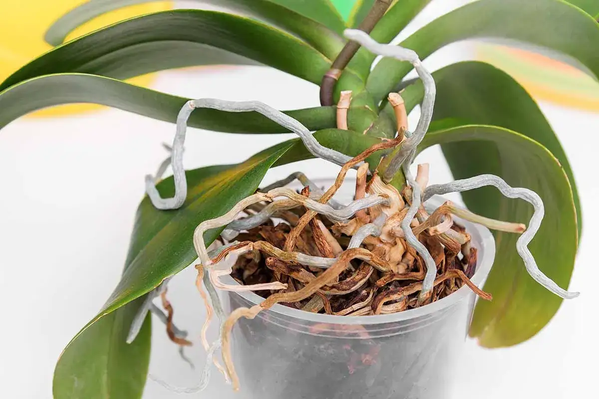 Le radici delle orchidee sono fuori dal vaso, aggrappandosi alle foglie verdi e cercando spazio.
