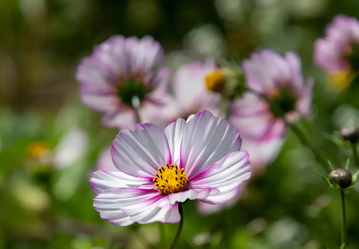Un delicato fiore cosmos bianco e rosa con un centro giallo brillante, circondato da altri fiori sfocati e verdeggianti.