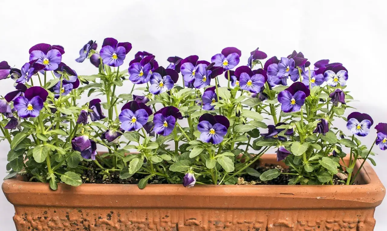 Un vaso di terracotta pieno di vivaci fiori di viola del pensiero, con petali viola e blu che si stagliano su uno sfondo bianco.