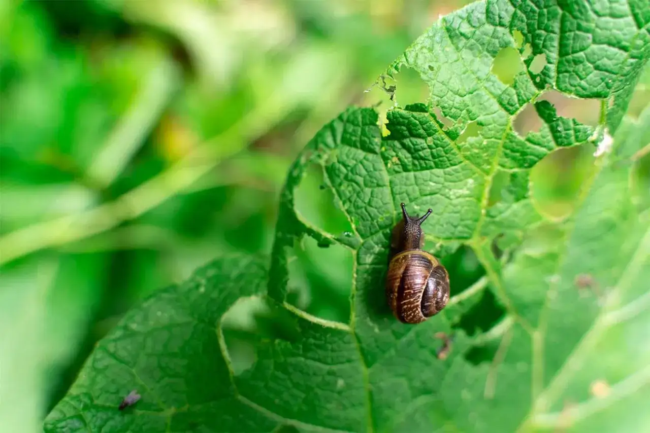 Lumaca su foglia mangiata, un esempio di come la natura si rigenera. Rimedi naturali per proteggere le piante.