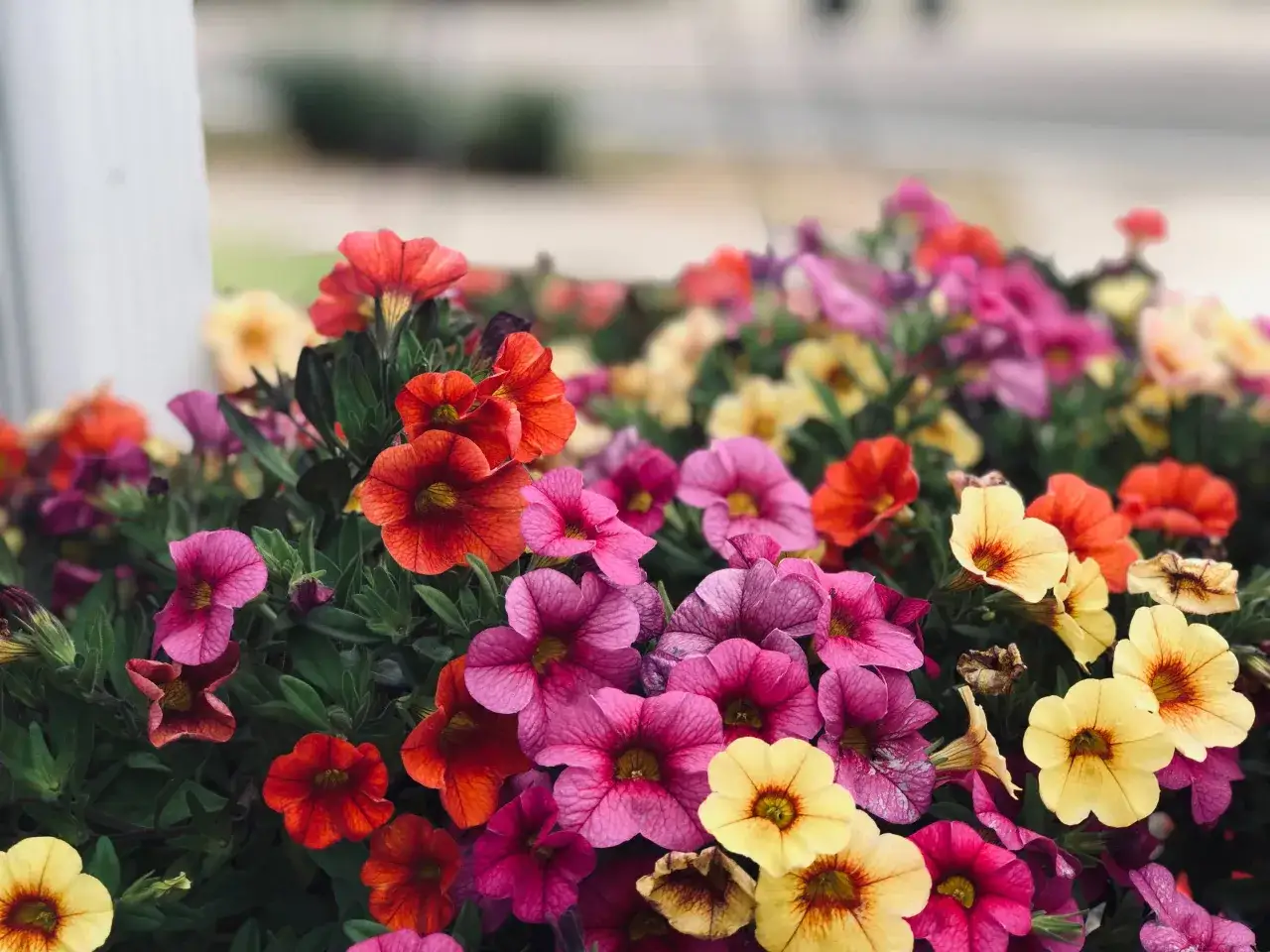 Un tripudio di fiori estivi perenni da vaso: petunie rosse, rosa e gialle creano un tappeto colorato.