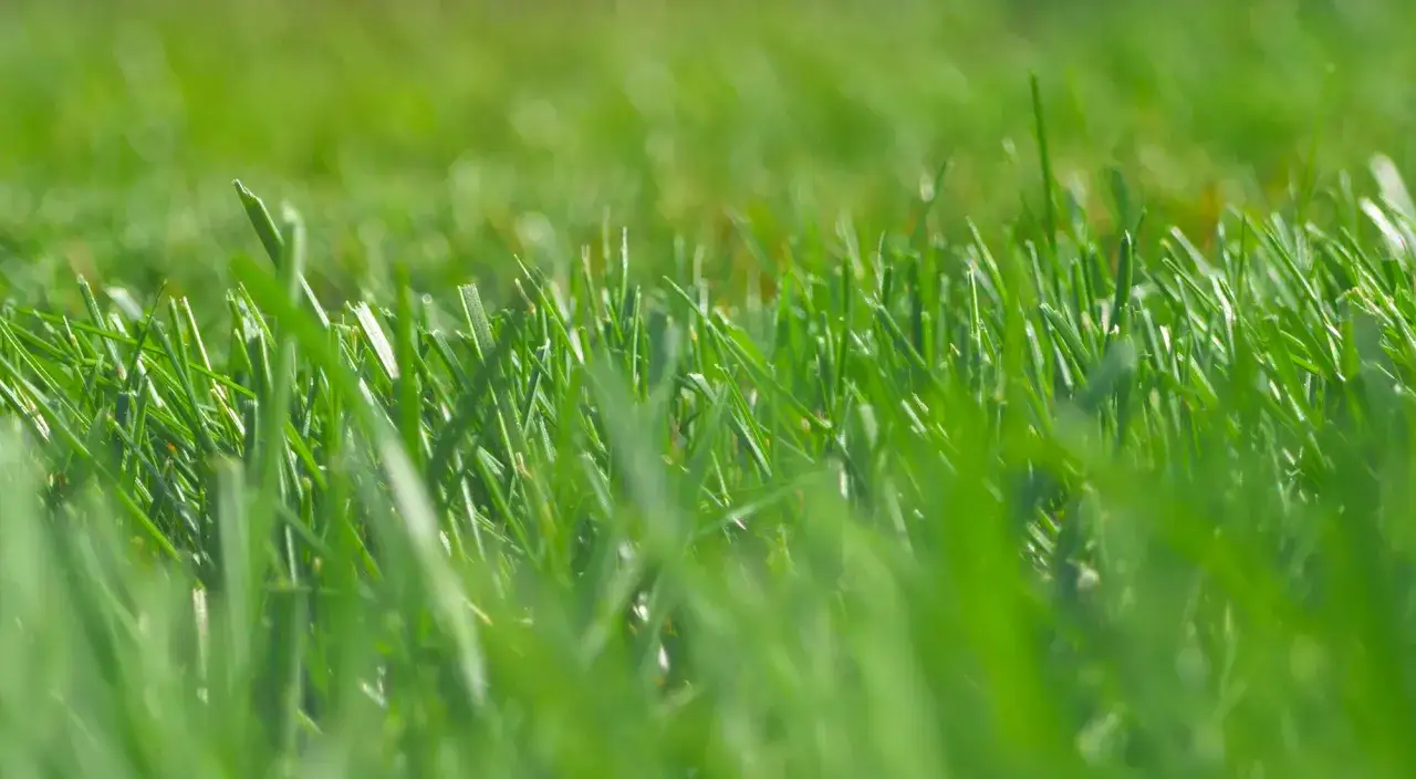 Erba verde brillante, appena tagliata, con fili d'erba che si ergono verso il sole. Il primo taglio erba della stagione, promette un'estate rigogliosa.