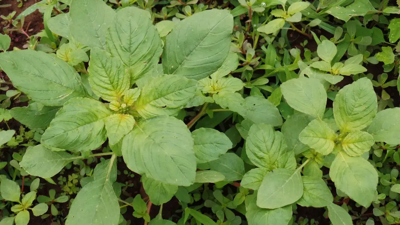Primo piano di tipi di erbacce infestanti con foglie verdi e carnose, alcune pi&ugrave; grandi e ovali, altre pi&ugrave; piccole e arrotondate, che crescono in un terreno scuro.