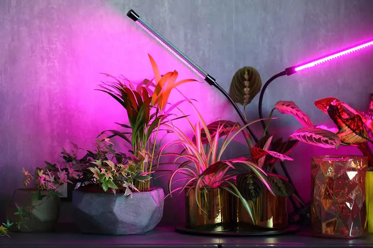 Piante facili da appartamento illuminate da luci LED rosa. Diverse varietà in vasi moderni, perfette per chi ama il verde in casa.