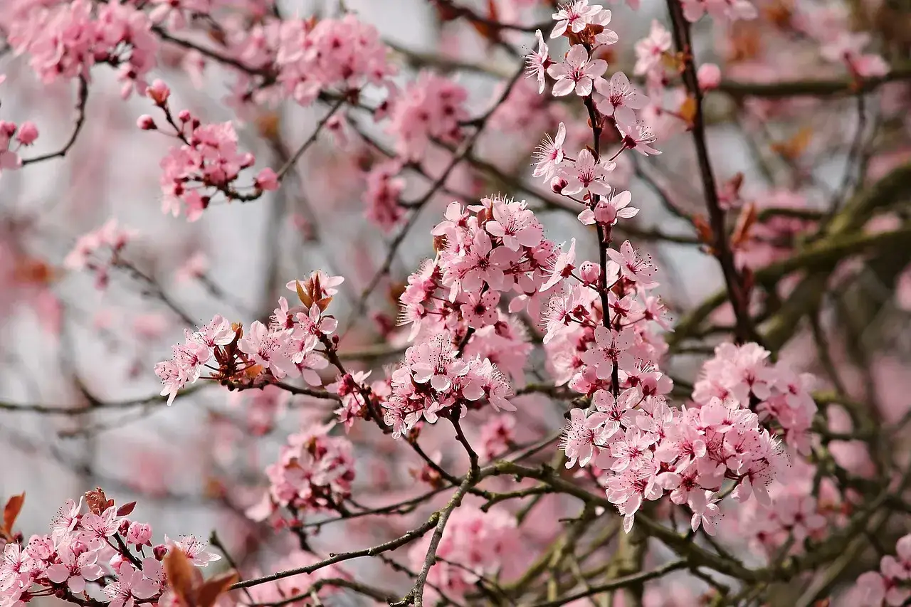 Rami carichi di un delicato fiore di febbraio, con petali rosa pallido che annunciano la primavera.