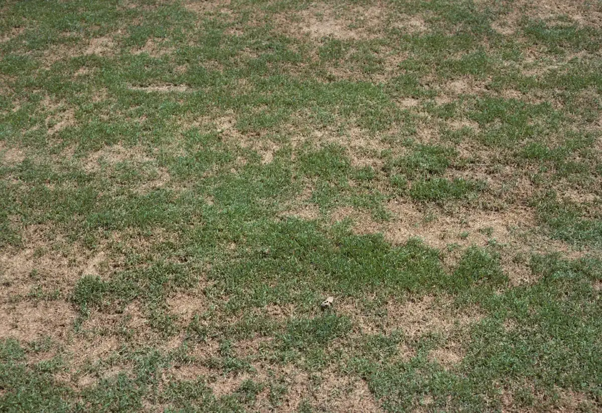 Prato con chiazze secche e verdi, sintomo di un attacco di pythium.