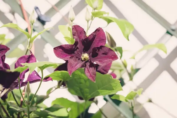 Fiori di clematide viola intenso, con boccioli e foglie verdi, si arrampicano su un traliccio bianco.