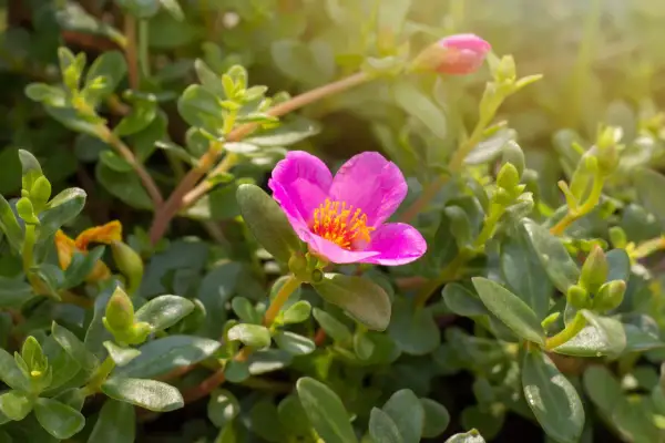 Un fiore di portulaca in vaso sul balcone, con petali rosa vivaci e centro giallo, circondato da foglie verdi succulente.