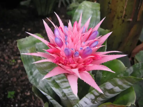 Aechmea pianta: fiore rosa acceso con boccioli viola. Cura facile per questa pianta tropicale.