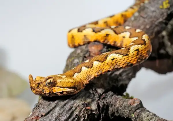 Serpente color oro con squame a rombi, testa con cornetto e occhio penetrante, appollaiata su un ramo. Un vero trifoglio velenoso.
