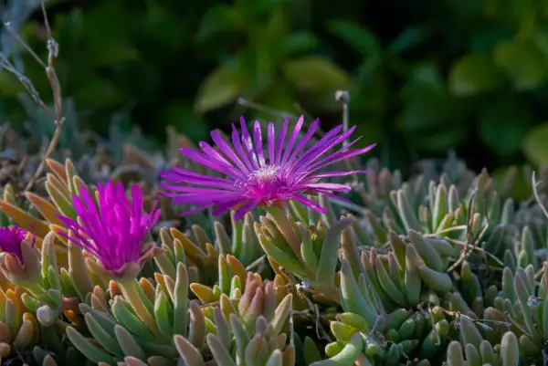 Fiori viola vibranti su una mesembriantemo pianta succulenta.
