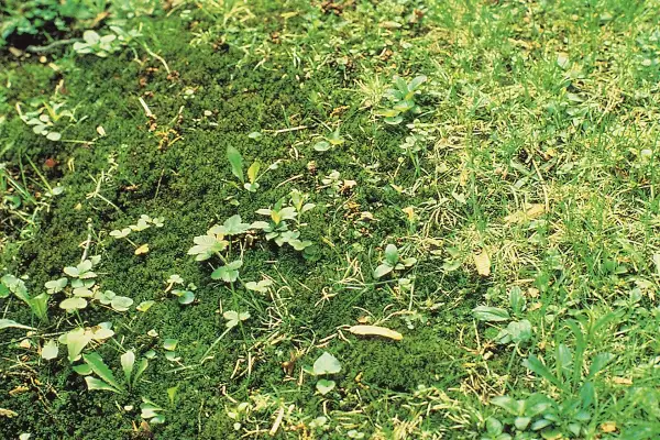 Muschio e piccole erbe infestanti nel prato, un esempio per capire come eliminare le erbe infestanti dal prato in modo naturale.