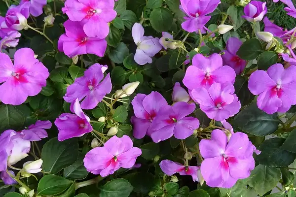 Fiori viola vivaci, con petali vellutati e un cuore fucsia, continuano la loro fioritura a settembre, illuminando il giardino con colori accesi.
