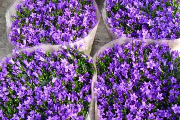 Mazzi di fiori campanelle da balcone, un tripudio di viola intenso, perfetti per colorare ogni davanzale.