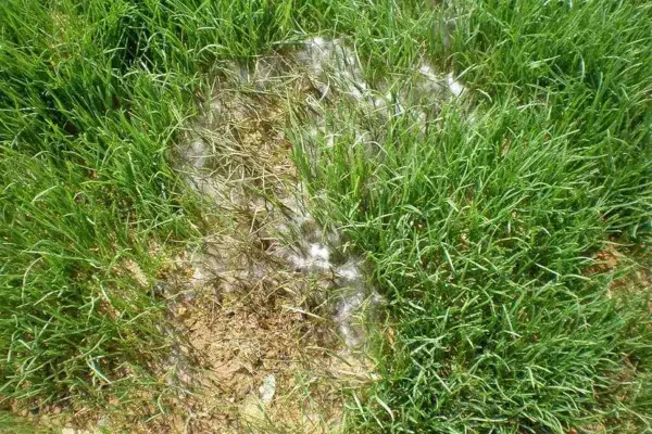 Macchie bianche e lanuginose sul prato, segno di un attacco di Pythium. L'erba circostante è sana e verde.