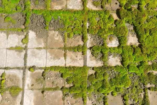 Muschio verde e rigoglioso cresce tra le fughe di piastrelle consumate. Un rimedio naturale come il bicarbonato contro muschio potrebbe essere la soluzione per ripristinare l'aspetto originale.