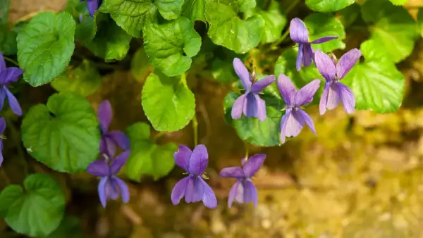 Fiori di viola mammola sbocciano tra foglie verdi, un delicato profumo primaverile.