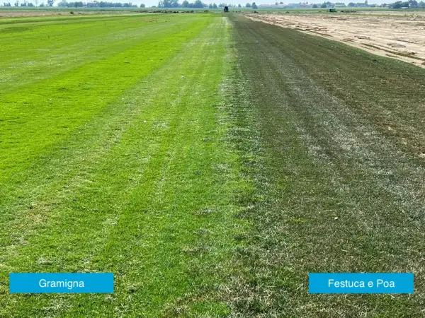 Prato diviso: a sinistra gramigna verde brillante, a destra un'area più scura con festuca e poa trivialis, forse in fase di essiccazione.