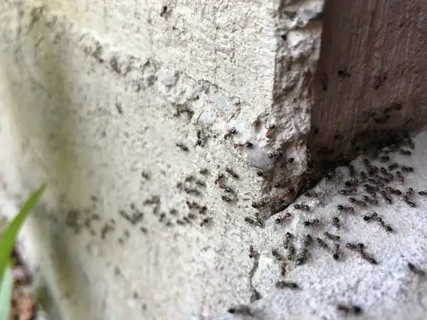 Un gruppo di formiche operaie si muove su una superficie ruvida di cemento, forse in cerca di cibo o per pianificare come uccidere formica regina.