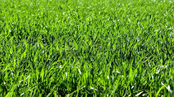 Prato verde brillante, perfetto per imparare come seminare il prato e godersi la natura.